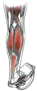 Medi-Dyne ProStretch Wooden, Double